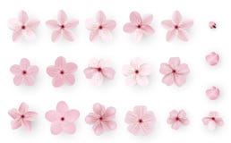 Realistische sakura of kersenbloesem; Japanse de Lentebloem Sakura; Roze Cherry Flower vector illustratie Realistische sakura of kersenbloesem; Japanse de Lentebloem Sakura; Roze Cherry Flower vector illustratie