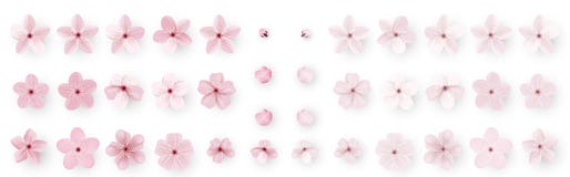 Realistische sakura of kersenbloesem; Japanse de Lentebloem Sakura; Roze Cherry Flower vector illustratie Realistische sakura of kersenbloesem; Japanse de Lentebloem Sakura; Roze Cherry Flower vector illustratie