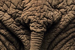 Rear View of an African elephant near lake manyara royalty free stock photos Rear View of an African elephant near lake manyara royalty free stock photos