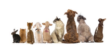 Rear view of a group of pets, Dogs, cats, rabbit, sitting Royalty Free Stock Photos