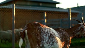 Rebanho da cabra que anda na exploração agrícola de gado do fundo Gado pequeno da criação de animais na exploração agrícola rural vídeos de arquivo Rebanho da cabra que anda na exploração agrícola de gado do fundo Gado pequeno da criação de animais na exploração agrícola rural vídeos de arquivo