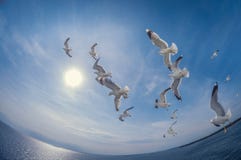 Rebanho das gaivotas que voam sobre o mar com um fundo do céu azul, distorção do fisheye imagem de stock Rebanho das gaivotas que voam sobre o mar com um fundo do céu azul, distorção do fisheye imagem de stock