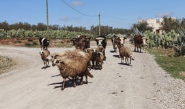 Rebanho dos carneiros na estrada Foto de Stock Rebanho dos carneiros na estrada Foto de Stock