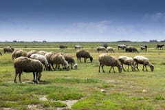 Rebanho dos sheeps no campo Imagem de Stock Rebanho dos sheeps no campo Imagem de Stock