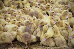 Rebanhos animais intensivos, cultivo industrial fotografia de stock Rebanhos animais intensivos, cultivo industrial fotografia de stock