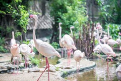 Rebanhos dos flamingos imagem de stock Rebanhos dos flamingos imagem de stock
