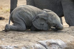 Rebaño de cría del agua potable del elefante en una pequeña charca imagenes de archivo Rebaño de cría del agua potable del elefante en una pequeña charca imagenes de archivo