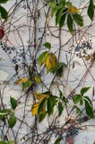 Reben und Beeren gegen weißen Pastellziegelstein lizenzfreies stockfoto Reben und Beeren gegen weißen Pastellziegelstein lizenzfreies stockfoto