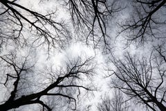 Recherche au ciel gris Photographie stock libre de droits Recherche au ciel gris Photographie stock libre de droits