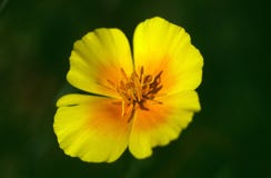 Recht gelbe und orange Blume gegen einen grünen Hintergrund stockbilder Recht gelbe und orange Blume gegen einen grünen Hintergrund stockbilder
