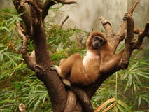 Reclining Monkey Royalty Free Stock Photography Reclining Monkey Royalty Free Stock Photography