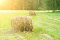 Recogiendo el heno en un campo de oro, las balas redondas de heno, agricultura, granja, ganado alimentan, paisaje rural fotografía de archivo libre de regalías Recogiendo el heno en un campo de oro, las balas redondas de heno, agricultura, granja, ganado alimentan, paisaje rural fotografía de archivo libre de regalías