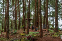 Recreatiegebied van †‹â€ ‹het Pinus Bos van Kalilo, Kaligesing Purworejo Indonesië stock fotografie Recreatiegebied van †‹â€ ‹het Pinus Bos van Kalilo, Kaligesing Purworejo Indonesië stock fotografie