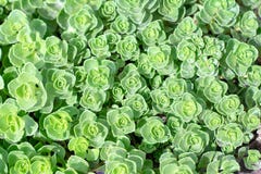 Rectangular arrangement of succulents. Cactus succulents in planter royalty free stock images Rectangular arrangement of succulents. Cactus succulents in planter royalty free stock images