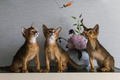 Red and Abyssinian kittens play stock images Red and Abyssinian kittens play stock images