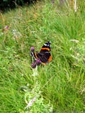 Red Admiral Butterfly stock images Red Admiral Butterfly stock images