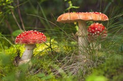Red Amanita In The Woods Stock Photography