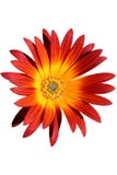 Red And Orange Flower Red And Orange Flower