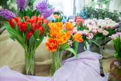 Red And Orange Tulips In Vases, Flower Show, Spring Summer Background, Royalty Free Stock Photos