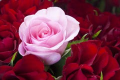 Red And Pink Roses Royalty Free Stock Image