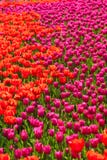 Red And Pink Tulip Flower Field Stock Image