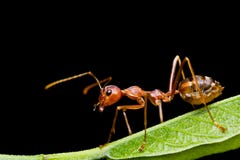 Red Ant Royalty Free Stock Photos