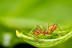 Red Ant Stock Image