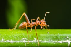 Red Ant Royalty Free Stock Photo