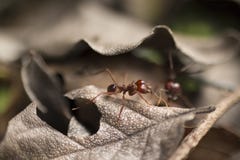 Red Ant Closeup Macro Photo stock photos Red Ant Closeup Macro Photo stock photos