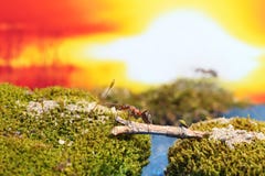 Red ant crosses the river on a log Stock Photography Red ant crosses the river on a log Stock Photography