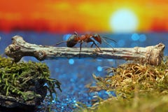 Red ant crosses the river on a log Stock Photos Red ant crosses the river on a log Stock Photos