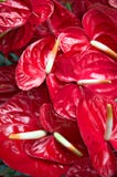 Red Anthuriums Stock Image Red Anthuriums Stock Image