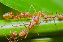 Red Ants Stock Photo