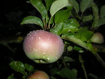 Red apple with water drops, leafs. Organic fruit, garden, autumn , relaxing nature, dark background Royalty Free Stock Photos Red apple with water drops, leafs. Organic fruit, garden, autumn , relaxing nature, dark background Royalty Free Stock Photos