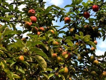 Red apples on a tree in the city Park. stock image Red apples on a tree in the city Park. stock image