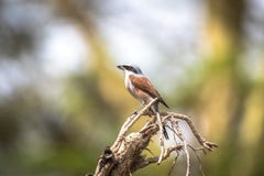 Red-backed shrike, Lanius collurio royalty free stock photos Red-backed shrike, Lanius collurio royalty free stock photos