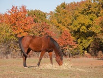 Red bay horse eating hay in pasture Stock Photo Red bay horse eating hay in pasture Stock Photo