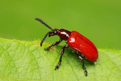 Red Beetle Stock Images