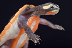 Red-bellied Shortneck Turtle (Emydura subglobosa)