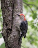 Red Bellied Woodpecker on a tree stock photography Red Bellied Woodpecker on a tree stock photography