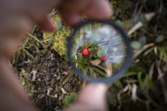 Red berries growing in the garden, observed through the magnifier glass and enlarged