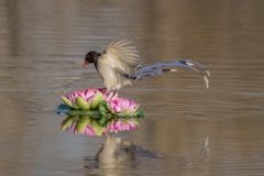 Red - billed blue magpie royalty free stock photo Red - billed blue magpie royalty free stock photo