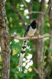 Red billed blue magpie is standing in branch of tree stock image Red billed blue magpie is standing in branch of tree stock image