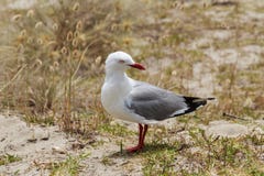 A red-billed gull on a beach in New Zealand royalty free stock image A red-billed gull on a beach in New Zealand royalty free stock image