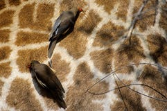 Red-Billed Oxpecker stock image Red-Billed Oxpecker stock image