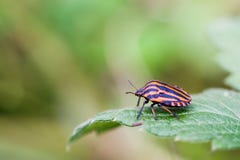 Red black shield bug. insect Pentatomidae on a green leaf. macro view, shallow depth of field, selective focus. Red black shield bug. insect Pentatomidae on a Royalty Free Stock Photography Red black shield bug. insect Pentatomidae on a green leaf. macro view, shallow depth of field, selective focus. Red black shield bug. insect Pentatomidae on a Royalty Free Stock Photography
