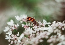 A red black striped fluffy beetle sits on a white flower on a green blurred background. Trichodes or bee beetle royalty free stock image A red black striped fluffy beetle sits on a white flower on a green blurred background. Trichodes or bee beetle royalty free stock image