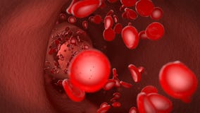 Red blood cell erythrocytes flow through the vein