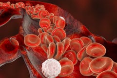 Red blood cells and leukocytes moving along blood vessel royalty free illustration Red blood cells and leukocytes moving along blood vessel royalty free illustration