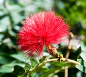 Red Bottle Brush Flower Royalty Free Stock Image Red Bottle Brush Flower Royalty Free Stock Image